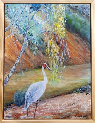 Brolga on red gravel  tree lined river bed.