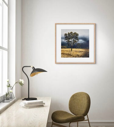 Tall gums lit by the sun, blowing winds and long ochre grasses in a golden field.