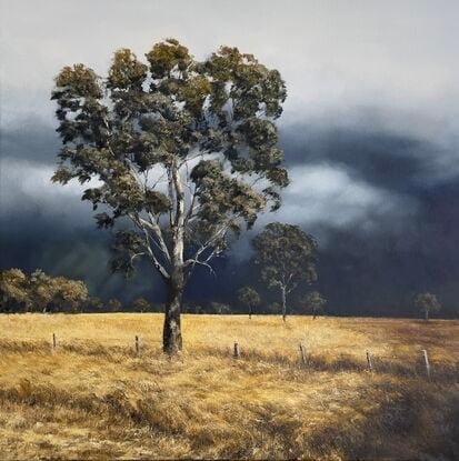 Tall gums lit by the sun, blowing winds and long ochre grasses in a golden field.