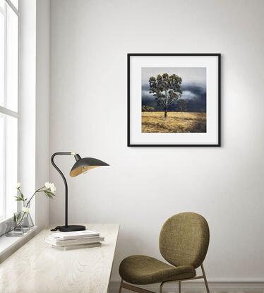 Tall gums lit by the sun, blowing winds and long ochre grasses in a golden field.