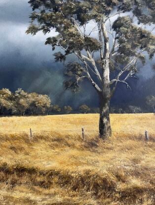 Tall gums lit by the sun, blowing winds and long ochre grasses in a golden field.