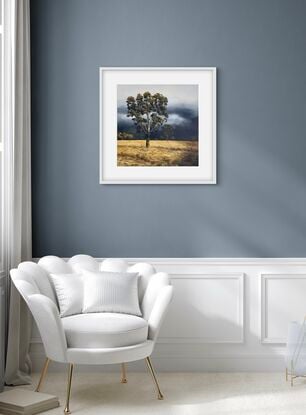 Tall gums lit by the sun, blowing winds and long ochre grasses in a golden field.