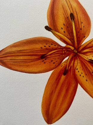 Orange lily drawing 