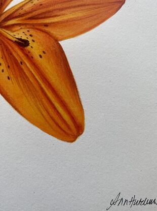 Orange lily drawing 