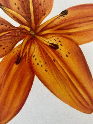 Orange lily drawing 