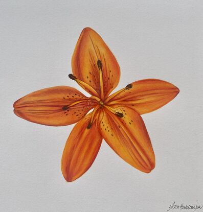 Orange lily drawing 