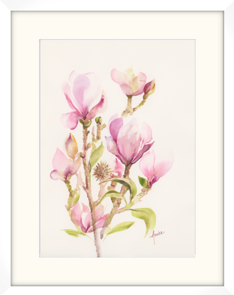 Pink Magnolia blooms with gently unfolding green leaves.