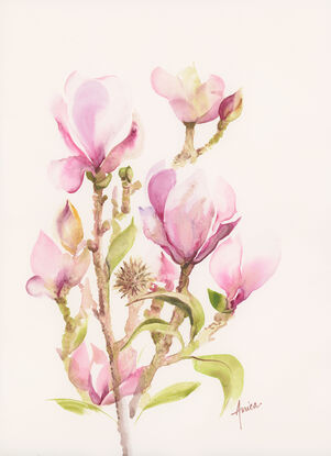 Pink Magnolia blooms with gently unfolding green leaves.