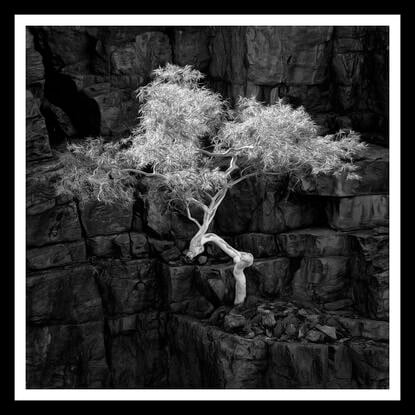 Black framed print of lone ghost gum tree in outback australia.