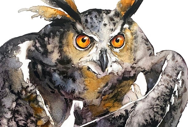 With its wings tightly held, the owl emanates a mysterious charm