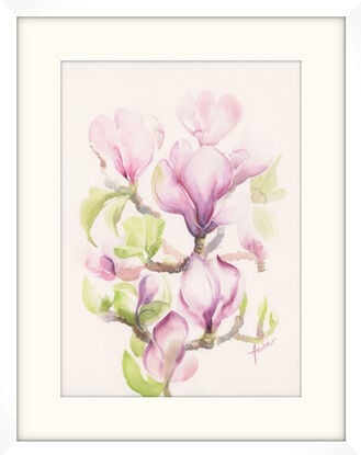 Purple Magnolia blooms with gently unfolding green leaves.