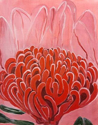 Waratah, native flower, New South Wales, Australian, Red flower, 