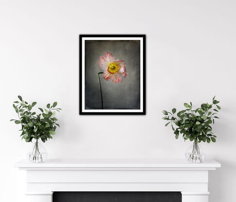 A single poppy in Pink and white on a grey muslin background.