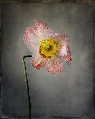 A single poppy in Pink and white on a grey muslin background.