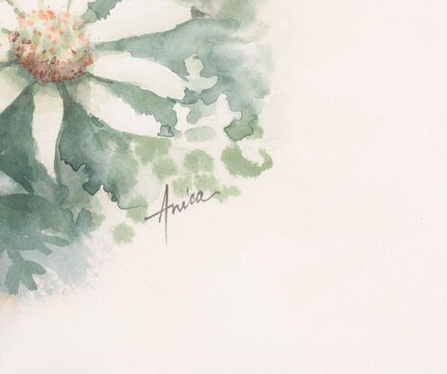 Watercolour painting of Flannel Flowers looking at them from above