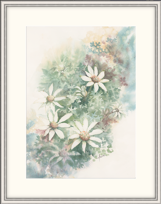 Watercolour painting of Flannel Flowers looking at them from above