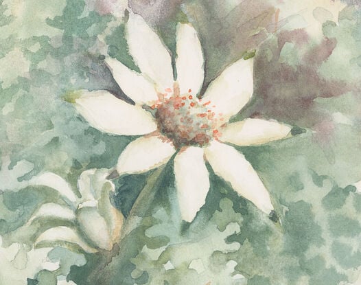 Watercolour painting of Flannel Flowers looking at them from above