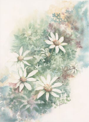 Watercolour painting of Flannel Flowers looking at them from above