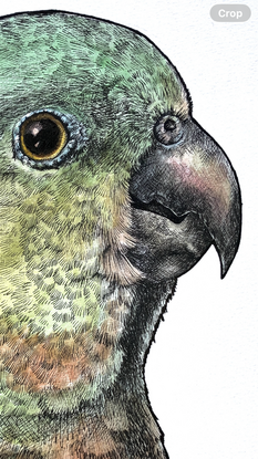 Light green and light red parrot portrait with green leaves and branches and red blossoms across the lower quarter of the paper.