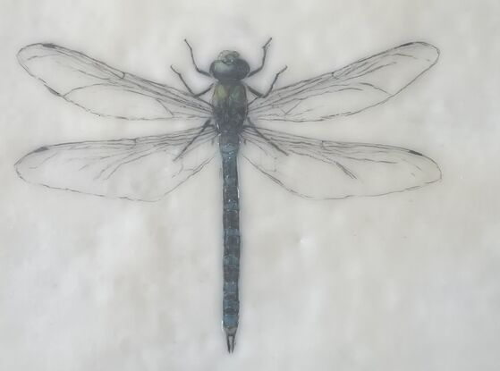 Welcome to the enchanting world of our mixed media and encaustic wax artwork featuring a stunning dragonfly in soothing blue tones. This piece captures the essence of nature's grace with delicate wings that seem almost ethereal. Every detail is meticulously incised, creating a sense of depth and texture that draws you in. Measuring at a cozy 28cm x 28cm, this artwork is elegantly presented in a timber floating frame, adding a touch of modern sophistication to its natural charm. The combination of mixed media and encaustic wax brings a unique tactile quality to this piece, inviting you to explore the intricate beauty of the dragonfly up close. With its serene color palette and intricate details, this artwork is sure to mesmerize and captivate anyone who beholds it. A true ode to the delicate yet resilient nature of the dragonfly, this piece is a perfect addition to any art lover's collection.