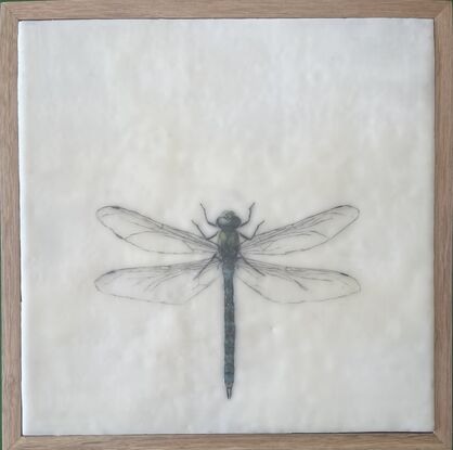 Welcome to the enchanting world of our mixed media and encaustic wax artwork featuring a stunning dragonfly in soothing blue tones. This piece captures the essence of nature's grace with delicate wings that seem almost ethereal. Every detail is meticulously incised, creating a sense of depth and texture that draws you in. Measuring at a cozy 28cm x 28cm, this artwork is elegantly presented in a timber floating frame, adding a touch of modern sophistication to its natural charm. The combination of mixed media and encaustic wax brings a unique tactile quality to this piece, inviting you to explore the intricate beauty of the dragonfly up close. With its serene color palette and intricate details, this artwork is sure to mesmerize and captivate anyone who beholds it. A true ode to the delicate yet resilient nature of the dragonfly, this piece is a perfect addition to any art lover's collection.