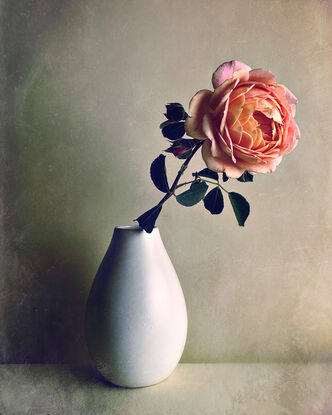 Single rose in a teardrop vase minimal.