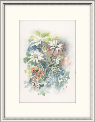 Watercolour painting of Flannel Flowers, buds, and leaves