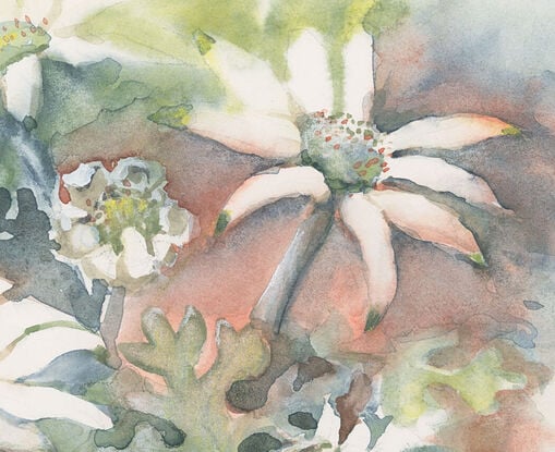 Watercolour painting of Flannel Flowers, buds, and leaves