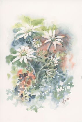 Watercolour painting of Flannel Flowers, buds, and leaves