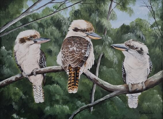 Three Australian kookaburras in the bush