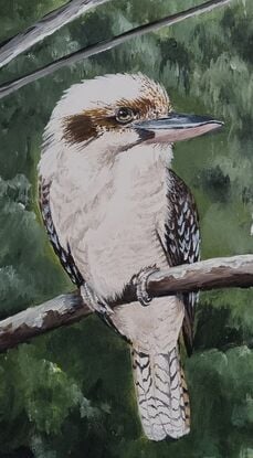 Three Australian kookaburras in the bush