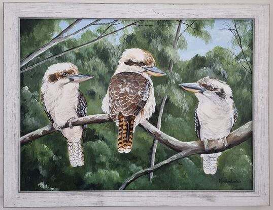 Three Australian kookaburras in the bush