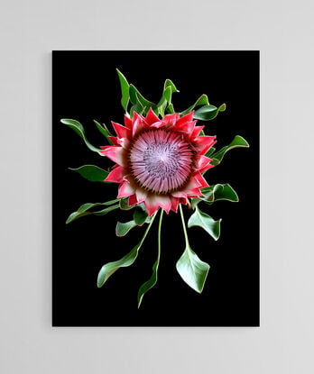 Three purple Magnolia flowers on a black background 