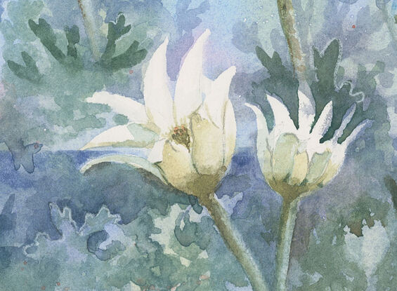 Watercolour painting of Flannel Flowers with blue sky and ocean horizon in the background