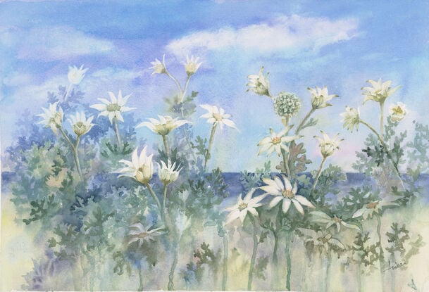 Watercolour painting of Flannel Flowers with blue sky and ocean horizon in the background