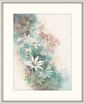 Watercolour painting of Flannel Flowers looking at them from above