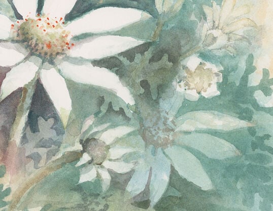 Watercolour painting of Flannel Flowers looking at them from above