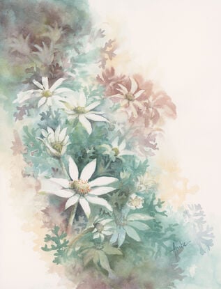 Watercolour painting of Flannel Flowers looking at them from above