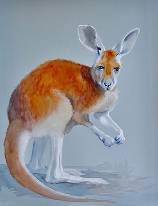 A red kangaroo