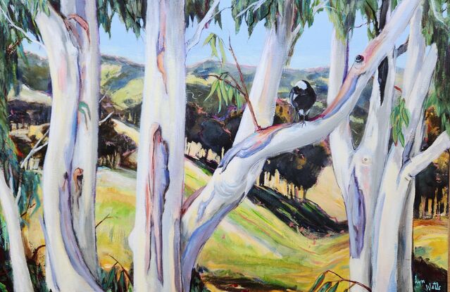 White Gumtrees and a Magpie