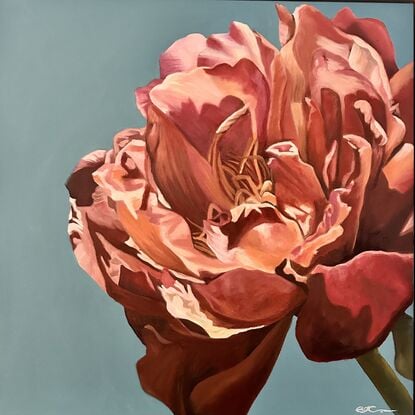 Beautiful orange/pink toned single Peony on a blue toned background oil painting by Amanda Cameron.