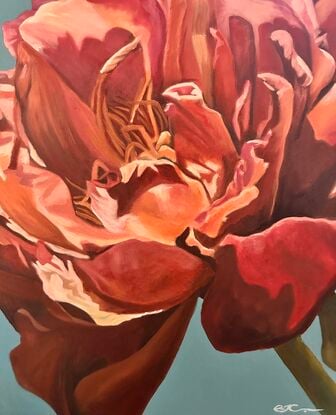 Beautiful orange/pink toned single Peony on a blue toned background oil painting by Amanda Cameron.