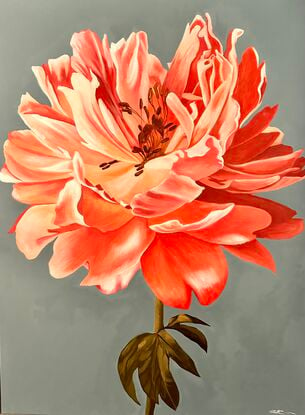 Beautiful orange and pink toned single Peony on a blue toned background oil painting by Amanda Cameron.