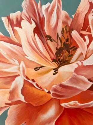 Beautiful orange and pink toned single Peony on a blue toned background oil painting by Amanda Cameron.