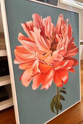 Beautiful orange and pink toned single Peony on a blue toned background oil painting by Amanda Cameron.