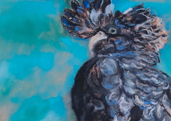 this artwork depicts the beauty of an Australian native bird of the Cacatuidae family, our stunning  female black cockatoo sitting on a branch with a come hither look in her eyes against a background of aqua.