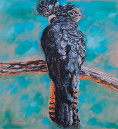 this artwork depicts the beauty of an Australian native bird of the Cacatuidae family, our stunning  female black cockatoo sitting on a branch with a come hither look in her eyes against a background of aqua.