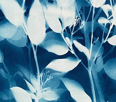 Image of branches of photinia leaves in varying shades of blue. 