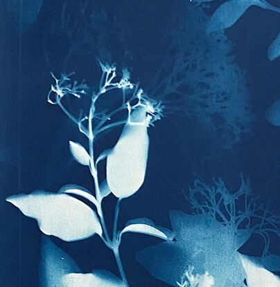 Image of branches of photinia leaves in varying shades of blue. 