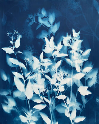 Image of branches of photinia leaves in varying shades of blue. 